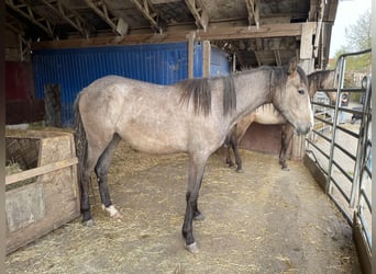 PRE Mix, Mare, 2 years, 16 hh, Gray