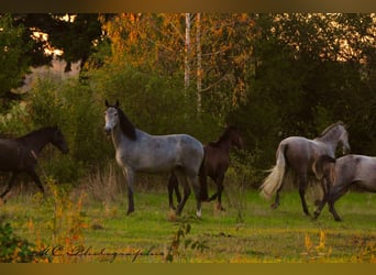 PRE, Mare, 2 years, 16 hh, Grey
