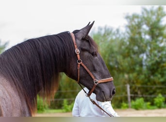 PRE Mix, Mare, 2 years, 16 hh, Grey