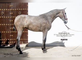 PRE, Mare, 2 years, 16 hh, Grey-Fleabitten