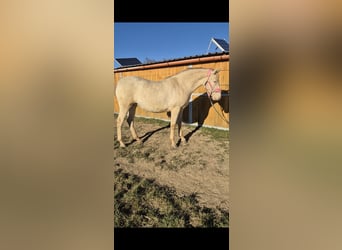 PRE, Mare, 2 years, 16 hh, Perlino