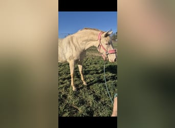 PRE, Mare, 2 years, 16 hh, Perlino