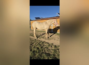 PRE, Mare, 2 years, 16 hh, Perlino