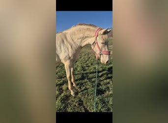 PRE, Mare, 2 years, 16 hh, Perlino