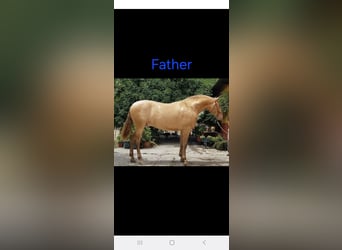 PRE, Mare, 2 years, 16 hh, Perlino