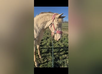 PRE, Mare, 2 years, 16 hh, Perlino