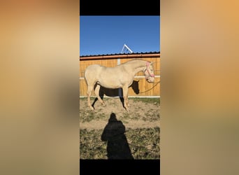 PRE, Mare, 2 years, 16 hh, Perlino