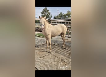 PRE, Mare, 2 years, 16 hh, Perlino