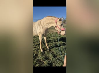 PRE, Mare, 2 years, 16 hh, Perlino