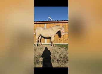 PRE, Mare, 2 years, 16 hh, Perlino