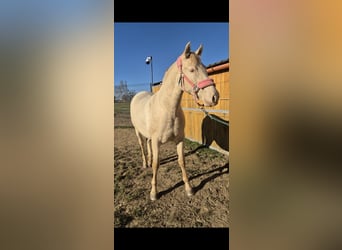 PRE, Mare, 2 years, 16 hh, Perlino