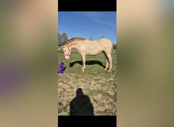 PRE, Mare, 2 years, 16 hh, Perlino