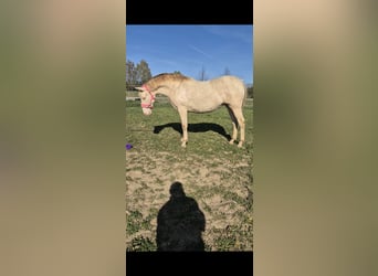 PRE, Mare, 2 years, 16 hh, Perlino