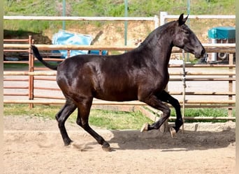 PRE Mix, Mare, 2 years, 16,1 hh, Black