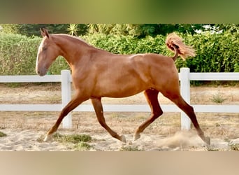 PRE, Mare, 2 years, 16,1 hh, Chestnut-Red
