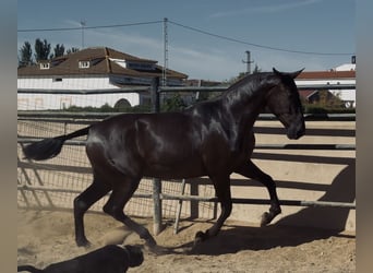 PRE, Mare, 2 years, 16,2 hh, Black