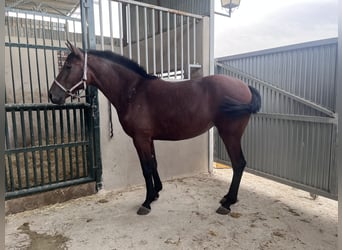 PRE Mix, Mare, 2 years, Brown-Light