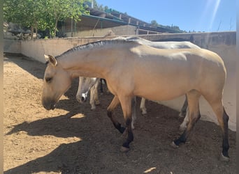 PRE, Mare, 2 years, Buckskin