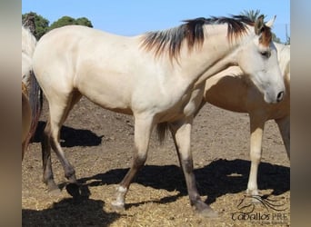 PRE, Mare, 2 years, Buckskin