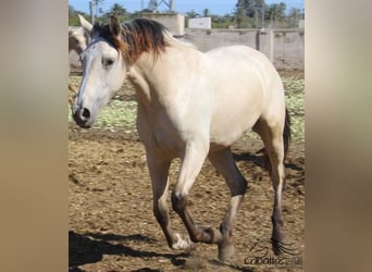 PRE, Mare, 2 years, Buckskin