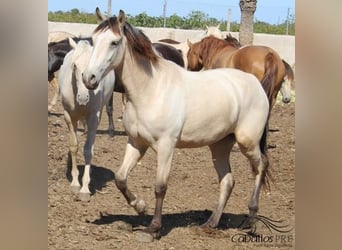 PRE, Mare, 2 years, Buckskin