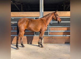 PRE Mix, Mare, 2 years