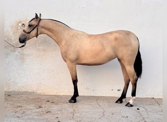 PRE, Mare, 2 years, Dun