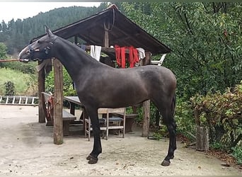 PRE Mix, Mare, 2 years, Gray