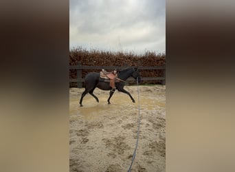 PRE Mix, Mare, 3 years, 14,2 hh, Black