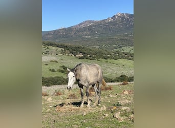 PRE Mix, Mare, 3 years, 14.2 hh, Grey