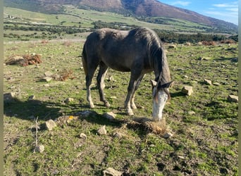 PRE Mix, Mare, 3 years, 14.2 hh, Grey