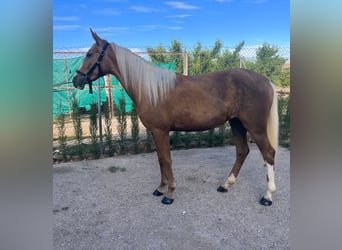PRE Mix, Mare, 3 years, 14.2 hh, Palomino
