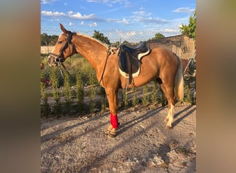 PRE Mix, Mare, 3 years, 14.2 hh, Palomino