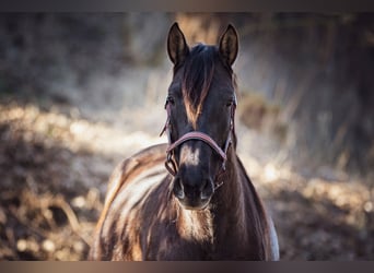 PRE Mix, Mare, 3 years, 14,3 hh, Black