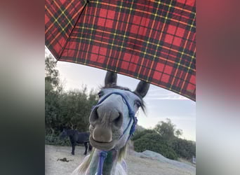 PRE Mix, Mare, 3 years, 14,2 hh, Grey