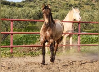PRE, Mare, 3 years, 14,3 hh, Grey