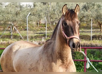 PRE, Mare, 3 years, 14,3 hh, Grey