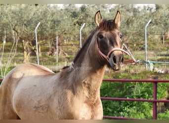 PRE, Mare, 3 years, 14,3 hh, Grey