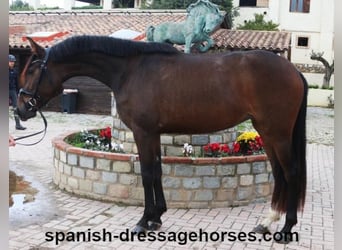 PRE Mix, Mare, 3 years, 15,1 hh, Bay-Dark