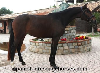 PRE Mix, Mare, 3 years, 15,1 hh, Bay-Dark