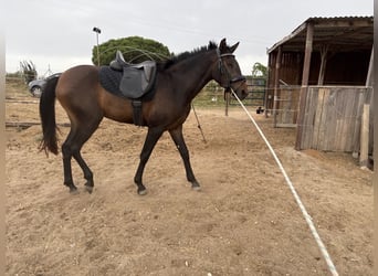 PRE, Mare, 3 years, 15.1 hh, Bay-Dark