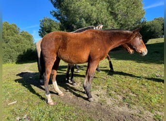 PRE Mix, Mare, 3 years, 15.1 hh, Bay