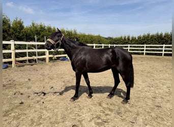 PRE, Mare, 3 years, 15.1 hh, Black