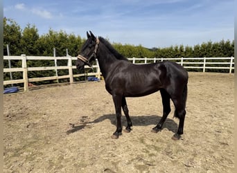 PRE, Mare, 3 years, 15.1 hh, Black
