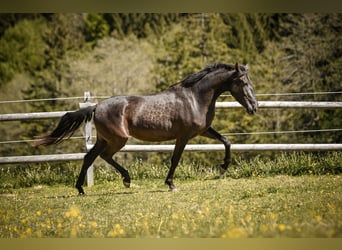 PRE Mix, Mare, 3 years, 15.1 hh, Black
