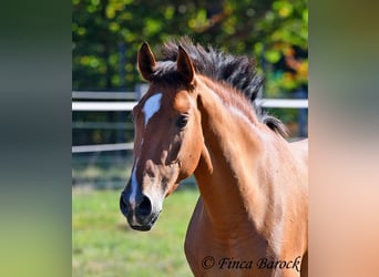 PRE Mix, Mare, 3 years, 15.1 hh, Brown