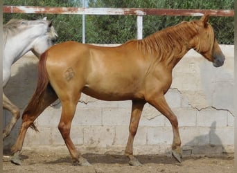 PRE, Mare, 3 years, 15.1 hh, Chestnut-Red