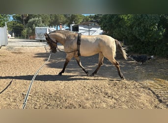PRE Mix, Mare, 3 years, 15.1 hh, Dun