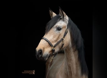 PRE Mix, Mare, 3 years, 15.1 hh, Dun