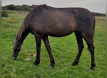 PRE Mix, Mare, 3 years, 15.1 hh, Grey-Dark-Tan